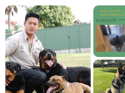 turn-your-passion-for-dogs-into-profit-established-dog-training-business-0