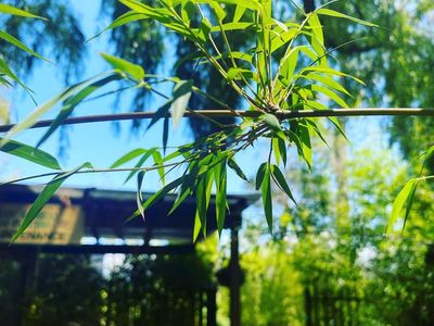 mr-bamboo-5