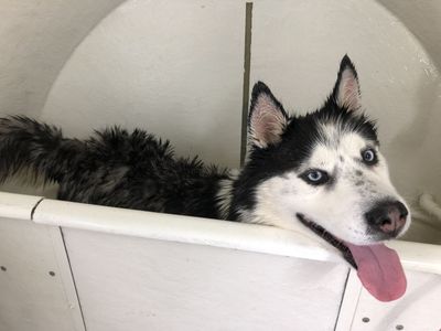 mobile-dog-grooming-business-with-big-blue-dog-grooming-trailer-ready-to-go-4