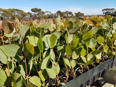 exceptional-production-tree-seedling-nursery-21-hectare-property-with-2-houses-2