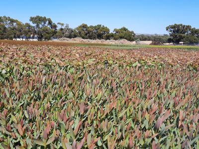 exceptional-production-tree-seedling-nursery-21-hectare-property-with-2-houses-5