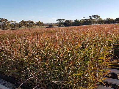 exceptional-production-tree-seedling-nursery-21-hectare-property-with-2-houses-4
