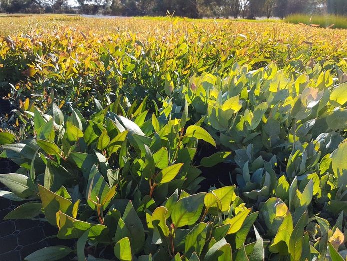 exceptional-production-tree-seedling-nursery-21-hectare-property-with-2-houses-3