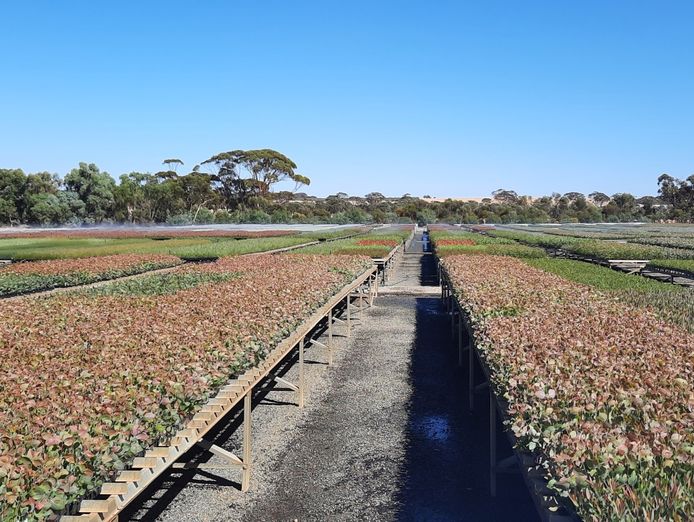 exceptional-production-tree-seedling-nursery-21-hectare-property-with-2-houses-1