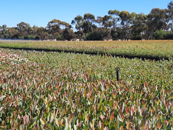 exceptional-production-tree-seedling-nursery-21-hectare-property-with-2-houses-6