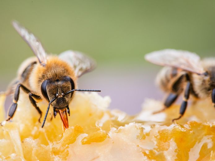 australian-honey-brand-major-retail-distribution-profitable-amp-growing-2