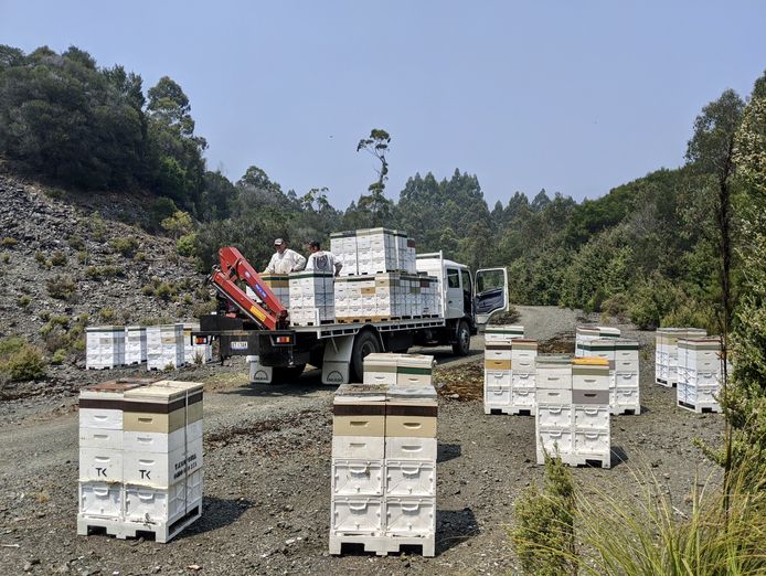 asset-based-small-scale-commercial-beekeeping-opportunity-for-sale-1