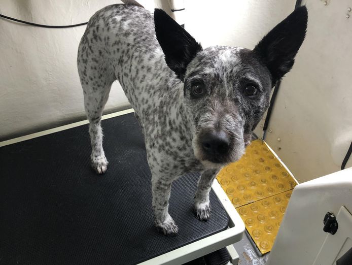 mobile-dog-grooming-business-with-big-blue-dog-grooming-trailer-ready-to-go-9