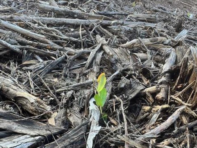 g-amp-s-plantation-services-pty-ltd-0