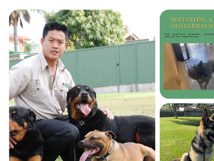 turn-your-passion-for-dogs-into-profit-established-dog-training-business-0