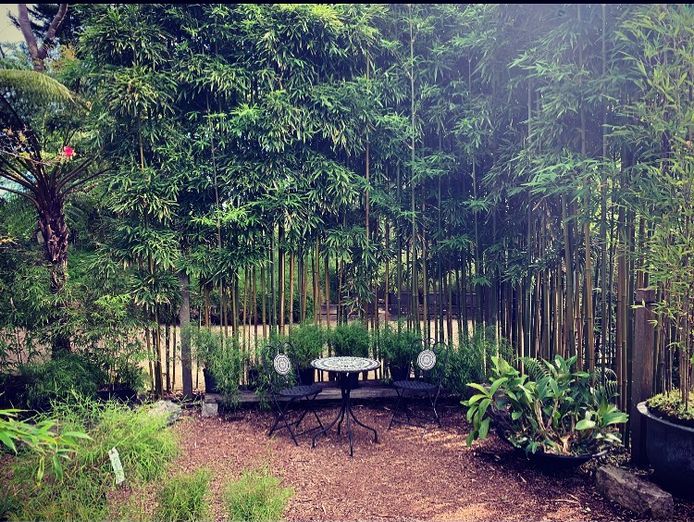 mr-bamboo-3