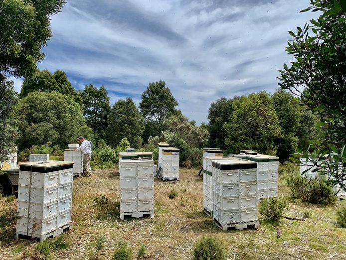 asset-based-small-scale-commercial-beekeeping-opportunity-for-sale-7