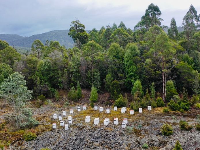 asset-based-small-scale-commercial-beekeeping-opportunity-for-sale-0