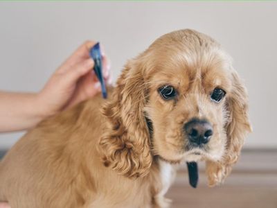 online-pet-product-wholesaler-distributor-and-supplier-438-1