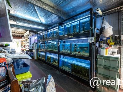 pets-ahoy-4