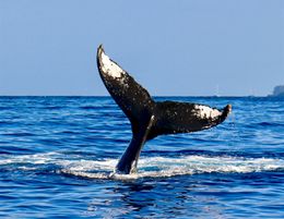 Successful Whale-Watching Business for Sale  Hervey Bay