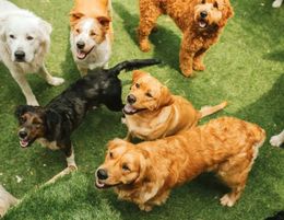 SOLD & MORE WANTED: Premium Pet Resort, Boarding Kennels business for sale with