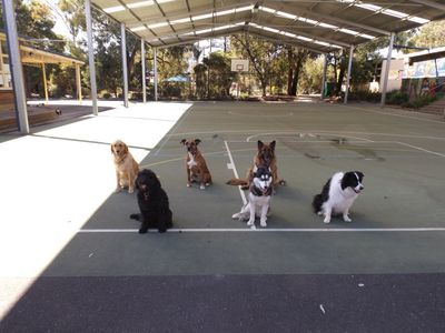 melbournes-go-to-dog-training-business-pf1536-3