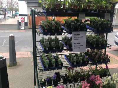 oakleighs-iconic-florist-nursery-business-for-sale-sv1585-4