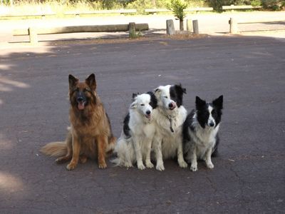 melbournes-go-to-dog-training-business-pf1536-0