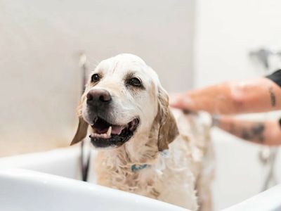 thriving-luxury-mobile-dog-grooming-business-mw1519-0