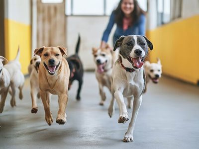 doggy-daycare-business-for-sale-in-eastern-suburb-st1552-0