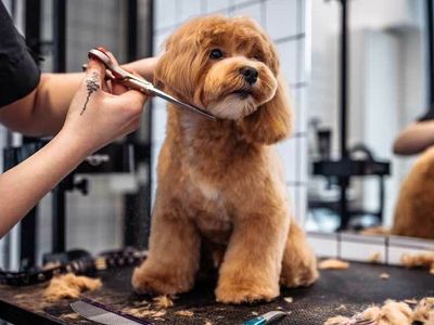 thriving-luxury-mobile-dog-grooming-business-mw1519-0