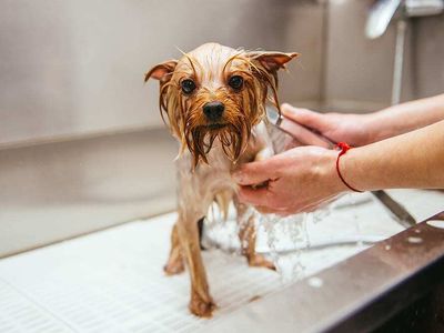 thriving-luxury-mobile-dog-grooming-business-mw1519-0