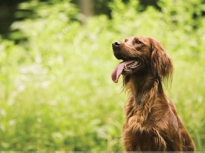 pet-boarding-kennels-no-dog-limits-business-rs1586-0