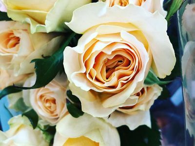 oakleighs-iconic-florist-nursery-business-for-sale-sv1585-3