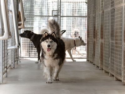 pet-boarding-kennels-no-dog-limits-business-rs1586-0