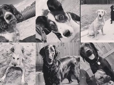 pet-boarding-kennels-no-dog-limits-business-rs1586-0