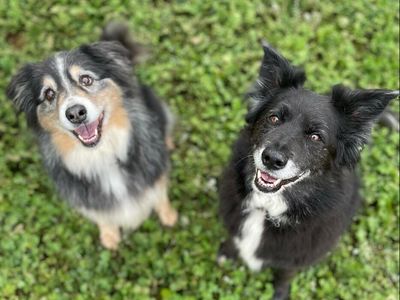 pet-boarding-kennels-business-for-sale-with-a-lifestyle-property-sp1518-0