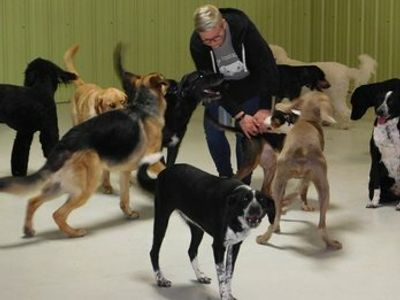 doggy-daycare-business-for-sale-in-eastern-suburb-st1552-1