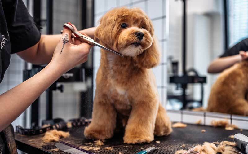 DaySmart | How to Start a Mobile Pet Grooming Business