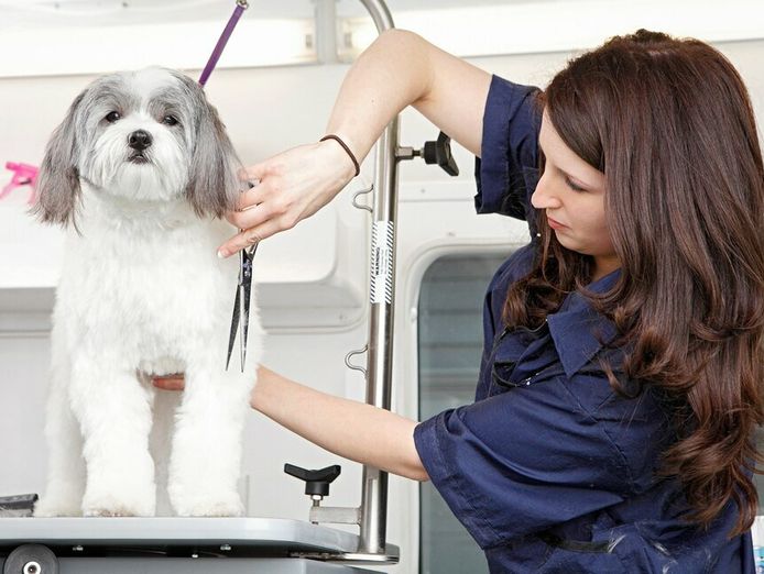 thriving-luxury-mobile-dog-grooming-business-mw1519-0