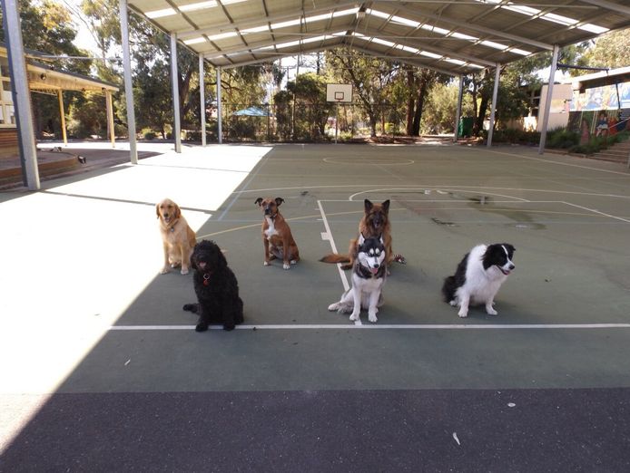 melbournes-go-to-dog-training-business-pf1536-3
