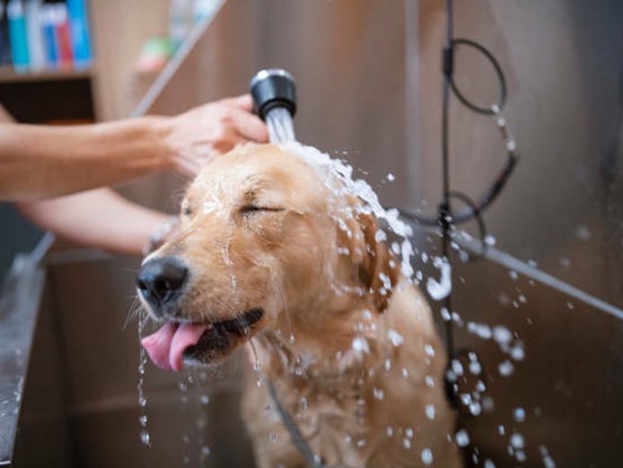 thriving-luxury-mobile-dog-grooming-business-mw1519-1