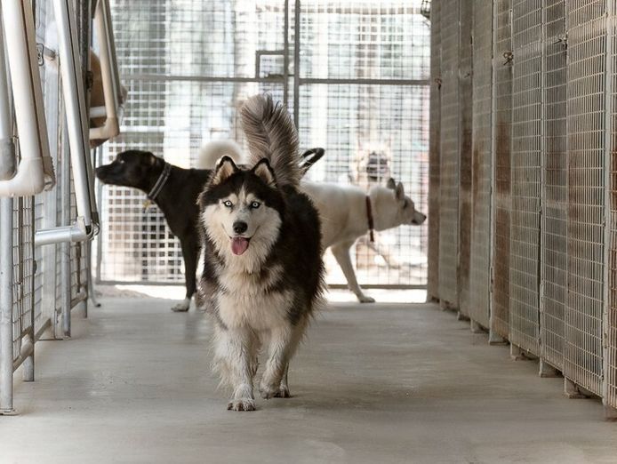 pet-boarding-kennels-business-for-sale-with-a-lifestyle-property-sp1518-0