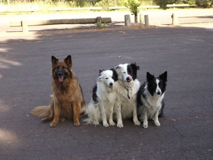 melbournes-go-to-dog-training-business-pf1536-0