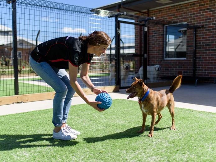 Pet Resort, Boarding Kennels business for sale with a Property SR1454