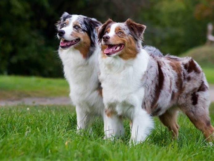 melbournes-go-to-dog-training-business-pf1536-1