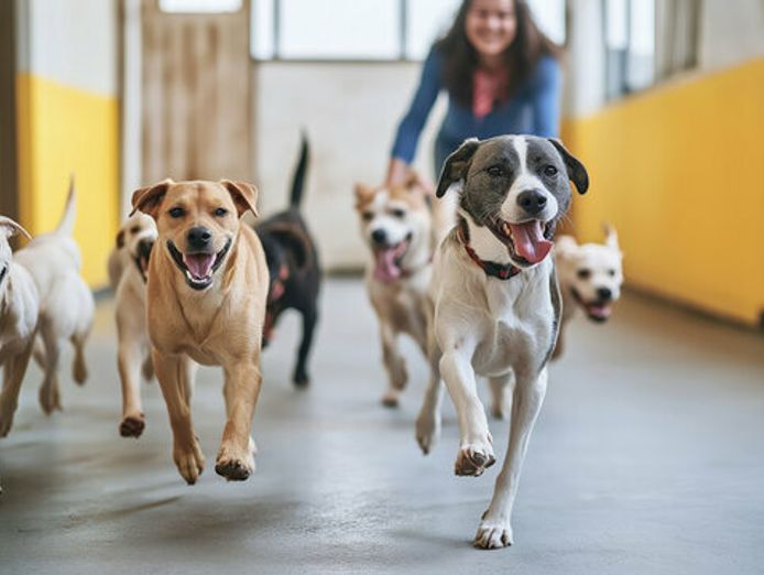 doggy-daycare-business-for-sale-in-eastern-suburb-st1552-0