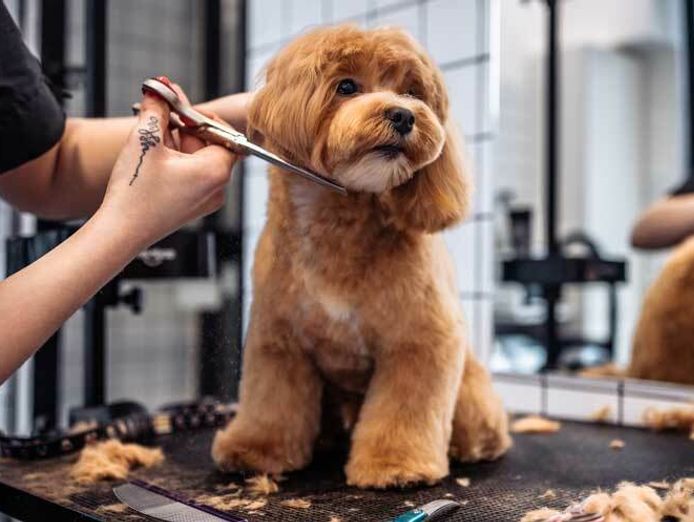 thriving-luxury-mobile-dog-grooming-business-mw1519-0