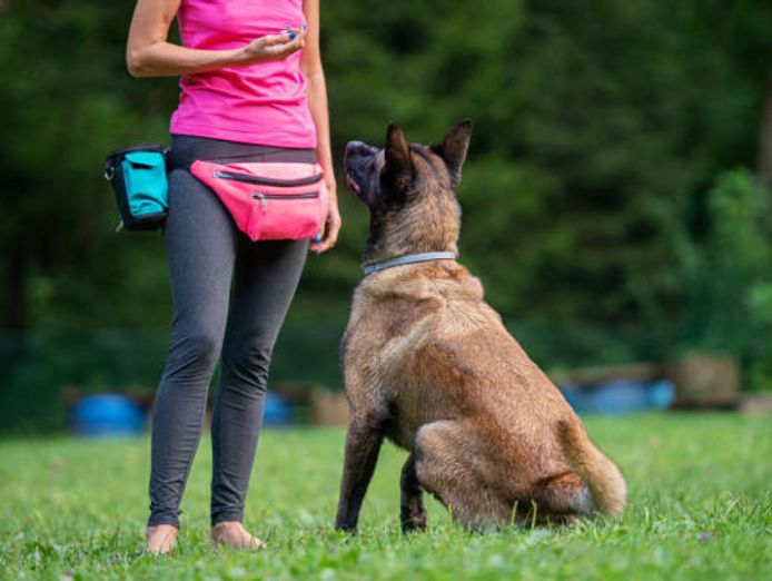 melbournes-go-to-dog-training-business-pf1536-0