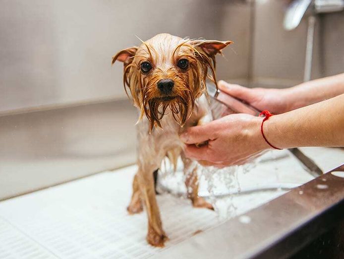 thriving-luxury-mobile-dog-grooming-business-mw1519-0