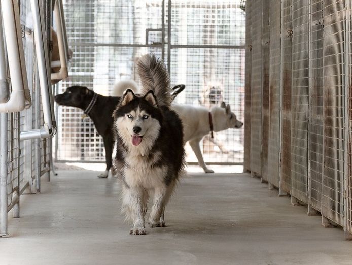 pet-boarding-kennels-no-dog-limits-business-rs1586-2