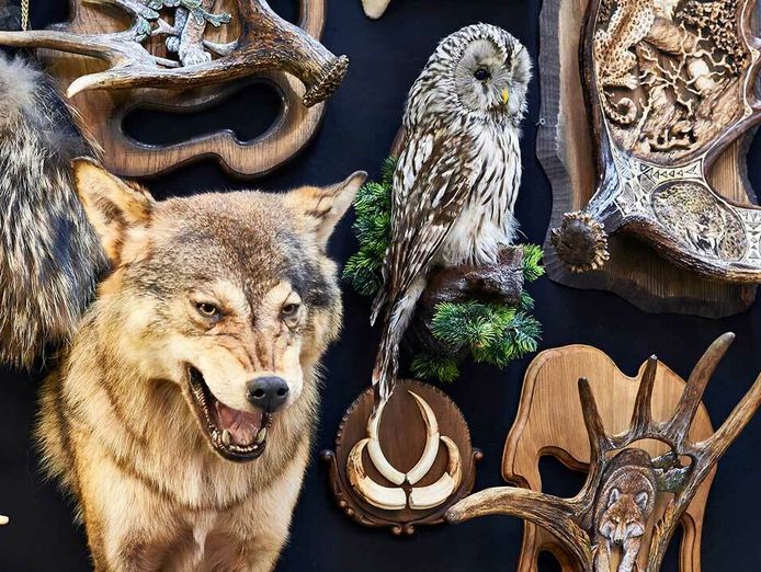premier-australian-taxidermy-supplies-business-af1522-0