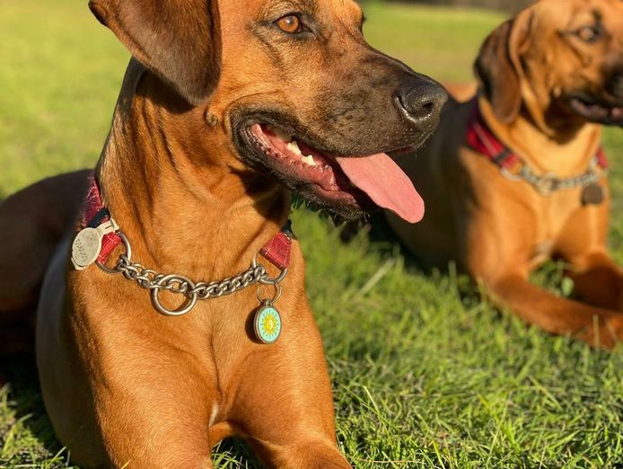 Pet Resort, Boarding Kennels business for sale with a Property SR1454