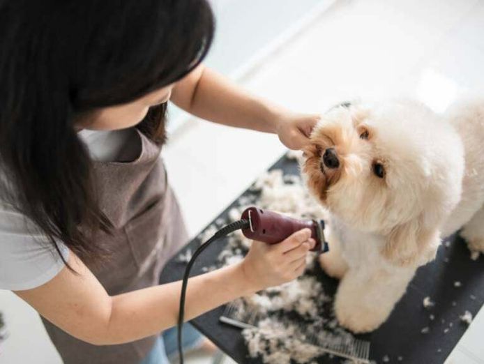 thriving-luxury-mobile-dog-grooming-business-mw1519-1
